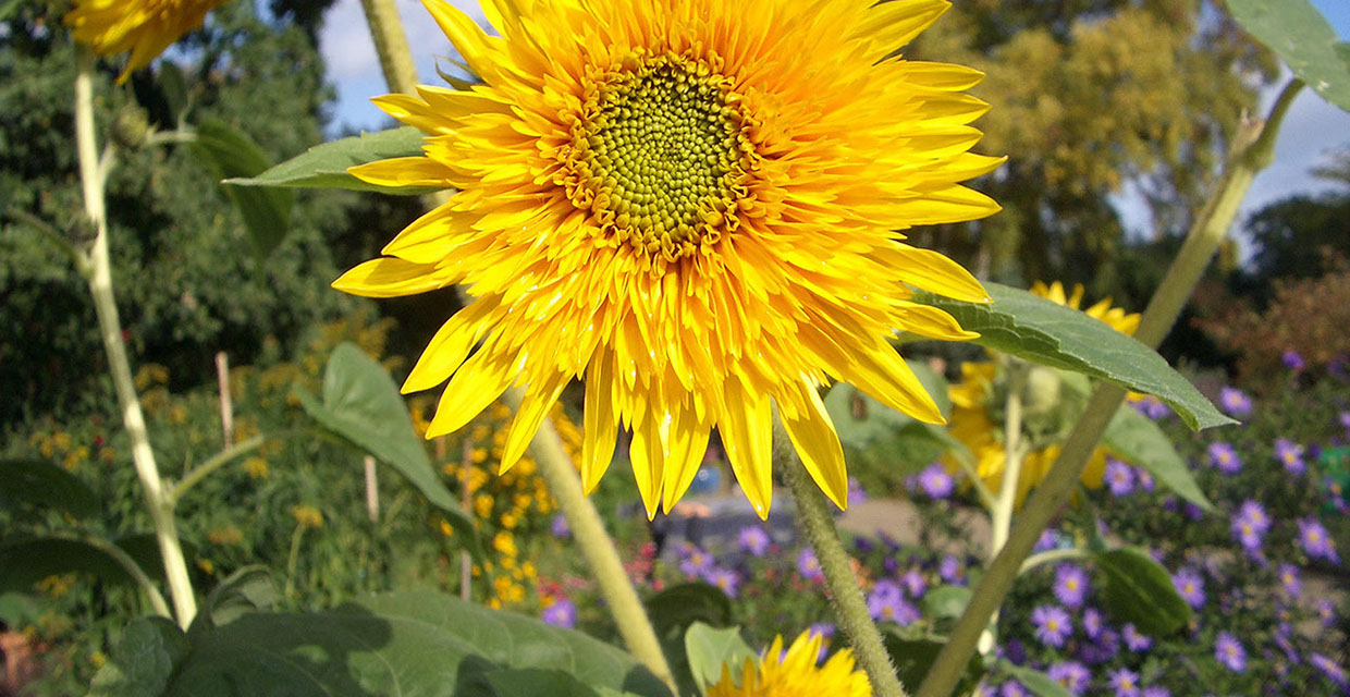 GARTENBAU VOGEL | Für schöne Gärten in Hamburg